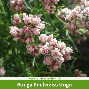 Bunga Edelweiss Ungu