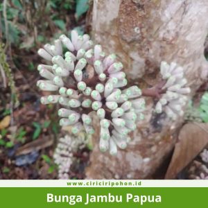 Bunga Jambu Papua