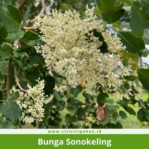 Bunga Sonokeling