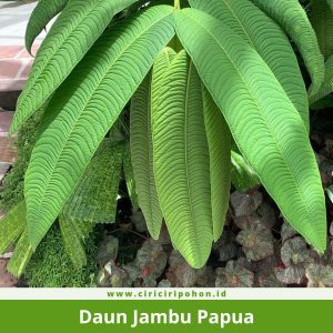 Daun Jambu Papua