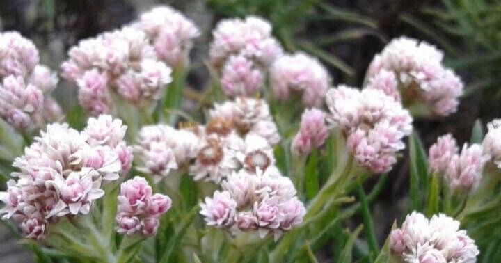 Edelweiss Ungu
