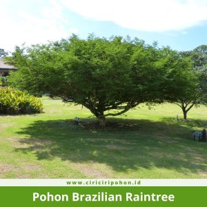 Pohon Brazilian Raintree