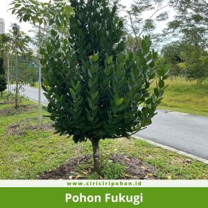 Pohon Fukugi