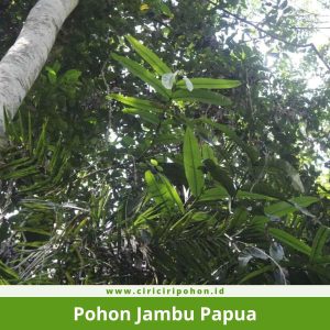 Pohon Jambu Papua