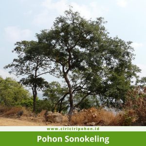 Pohon Sonokeling