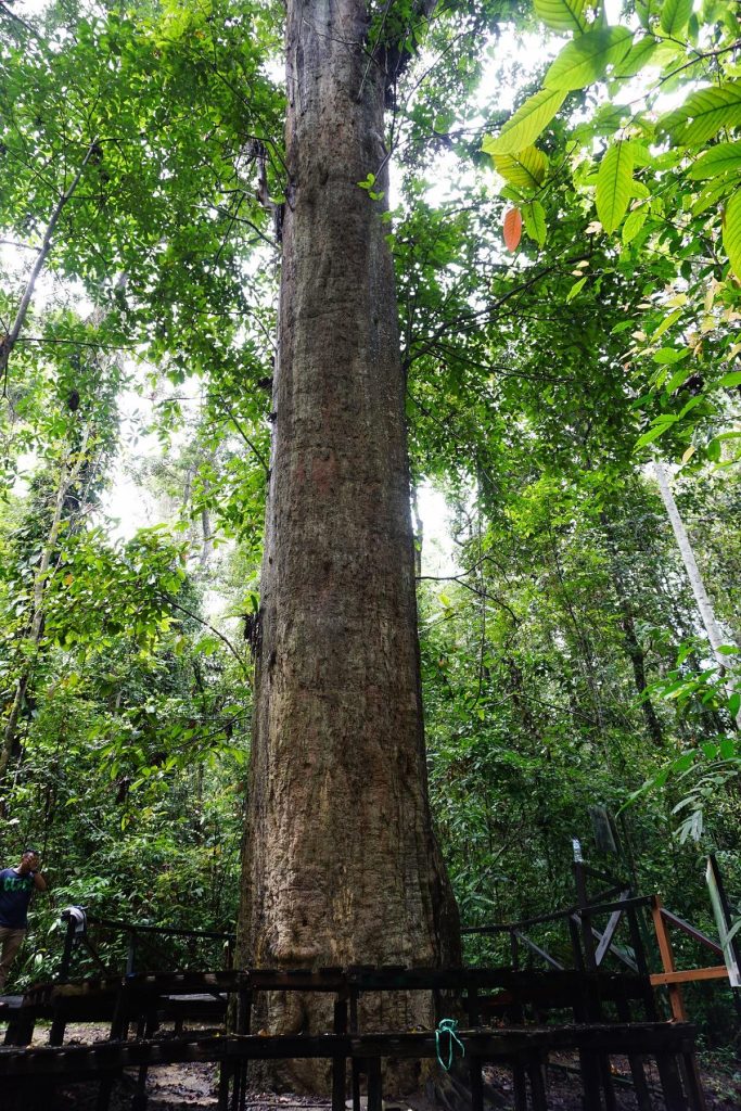 Pohon Ulin di Taman Nasional Kutai