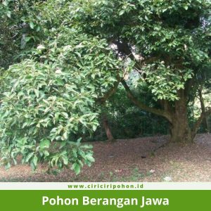 Pohon Berangan Jawa